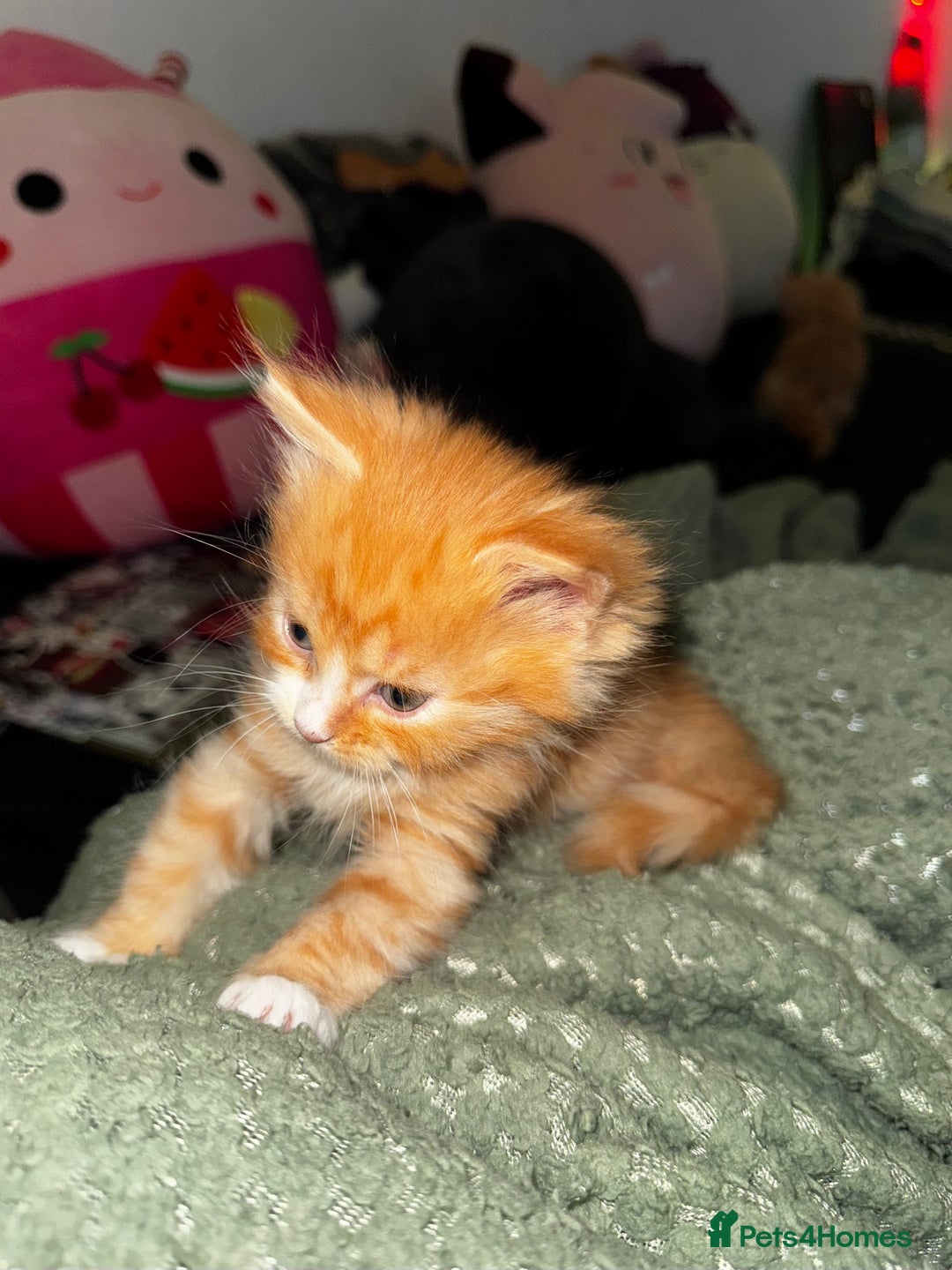 Mixed Breed cats for sale: The cutest Mixed Kittens - Image 13