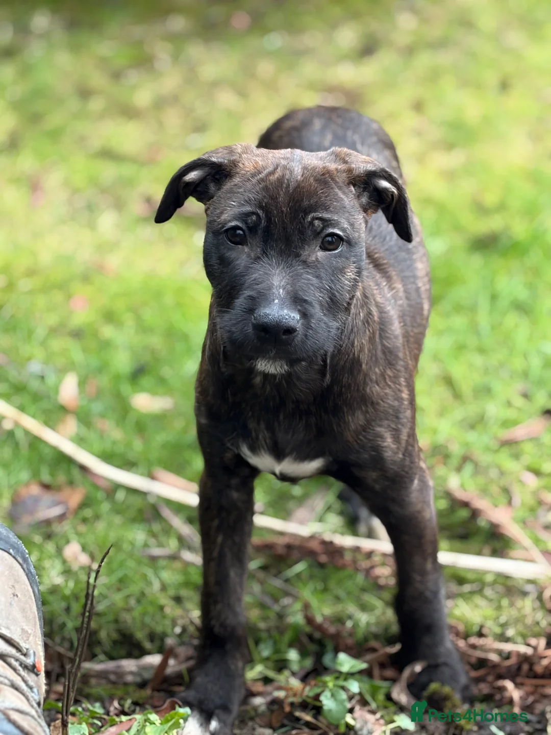 Mixed Breed dogs for sale: 15 weeks old terrier girl - Advert 11