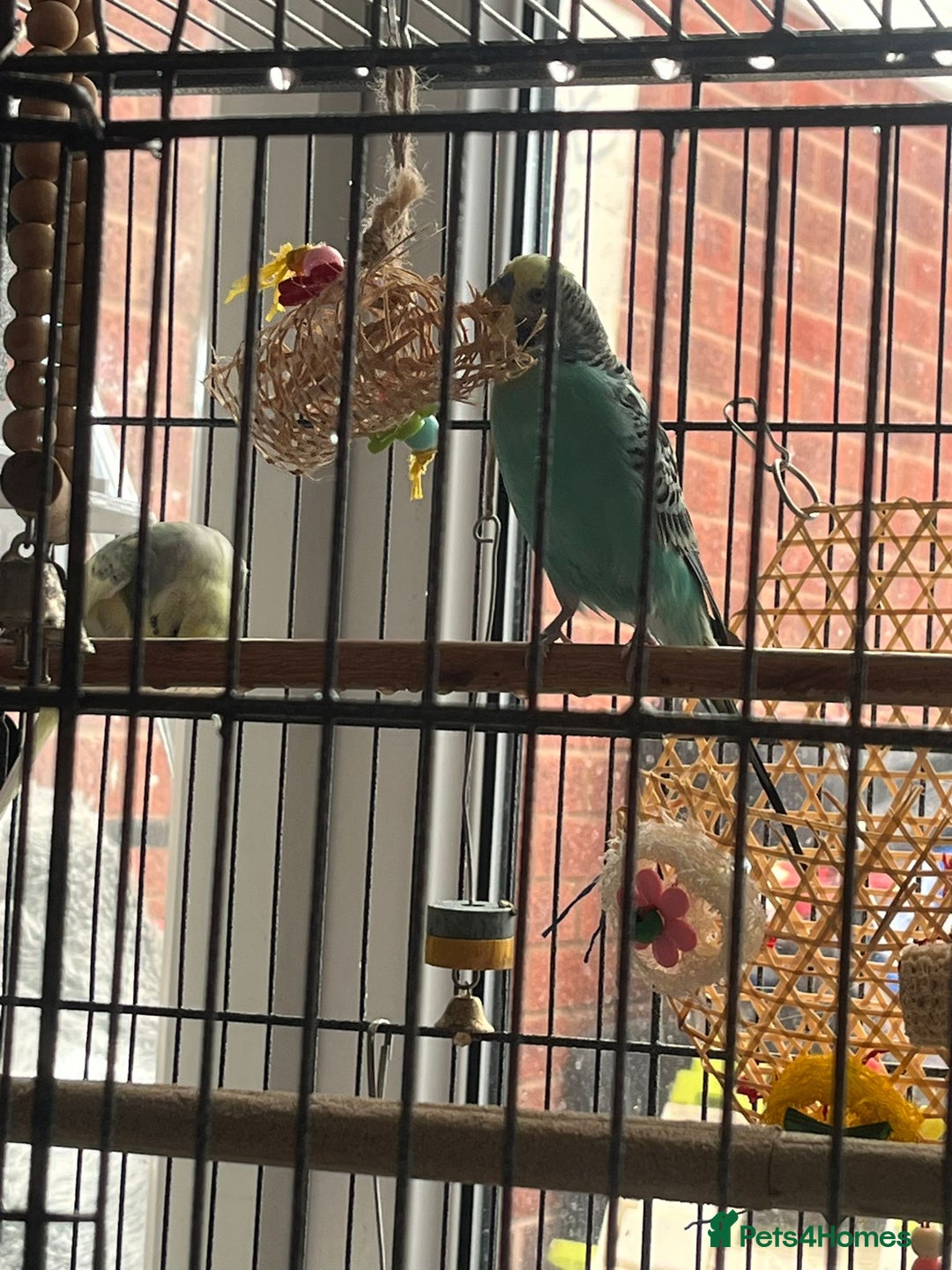 Budgerigars birds for sale: Budgies for sale  - Image 8