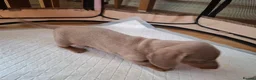 Dachshund dogs for sale: Minature dachshound puppies in Bedlington - Advert 11
