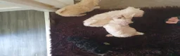 Chipoo dogs for sale: Adorable chihpoo puppies.  - Advert 24