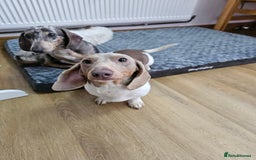 Dachshund dogs for sale: 2 Loving Miniature Dachshunds–Must Stay Together - Image 23