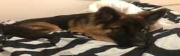 German Shepherd dogs for stud: German Shepard up for stud  in Erith - Advert 17