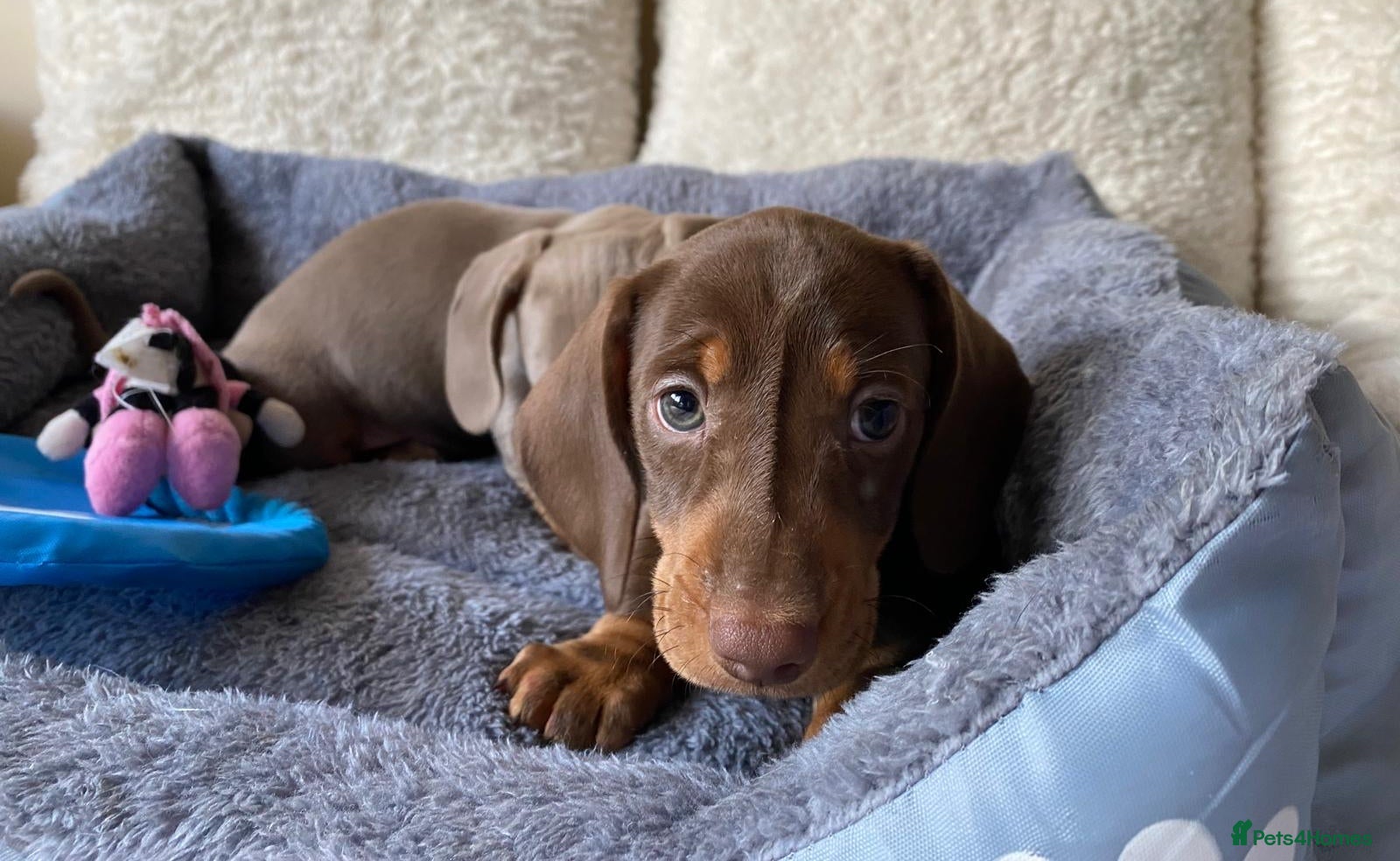 Dachshund dogs KC miniature smooth haired DNA tested dachshunds  - Advert 2