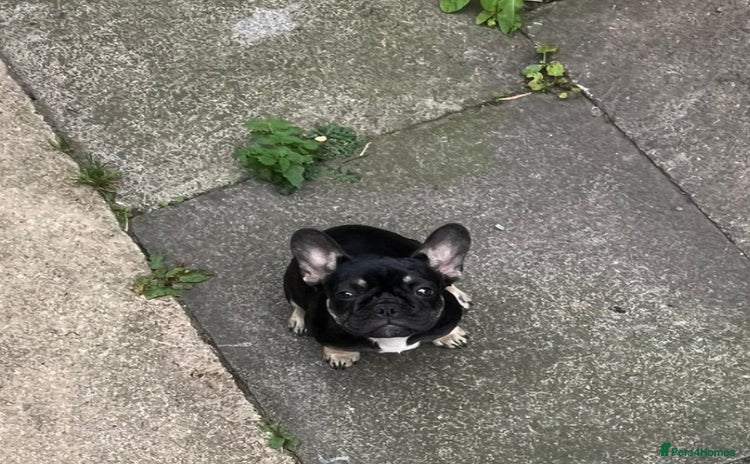 French Bulldog dogs - Advert 17