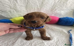 Goldendoodle dogs for sale: 👑Superb Rare Toy/Mini Deepest Red Goldendoodles👑 - Image 22