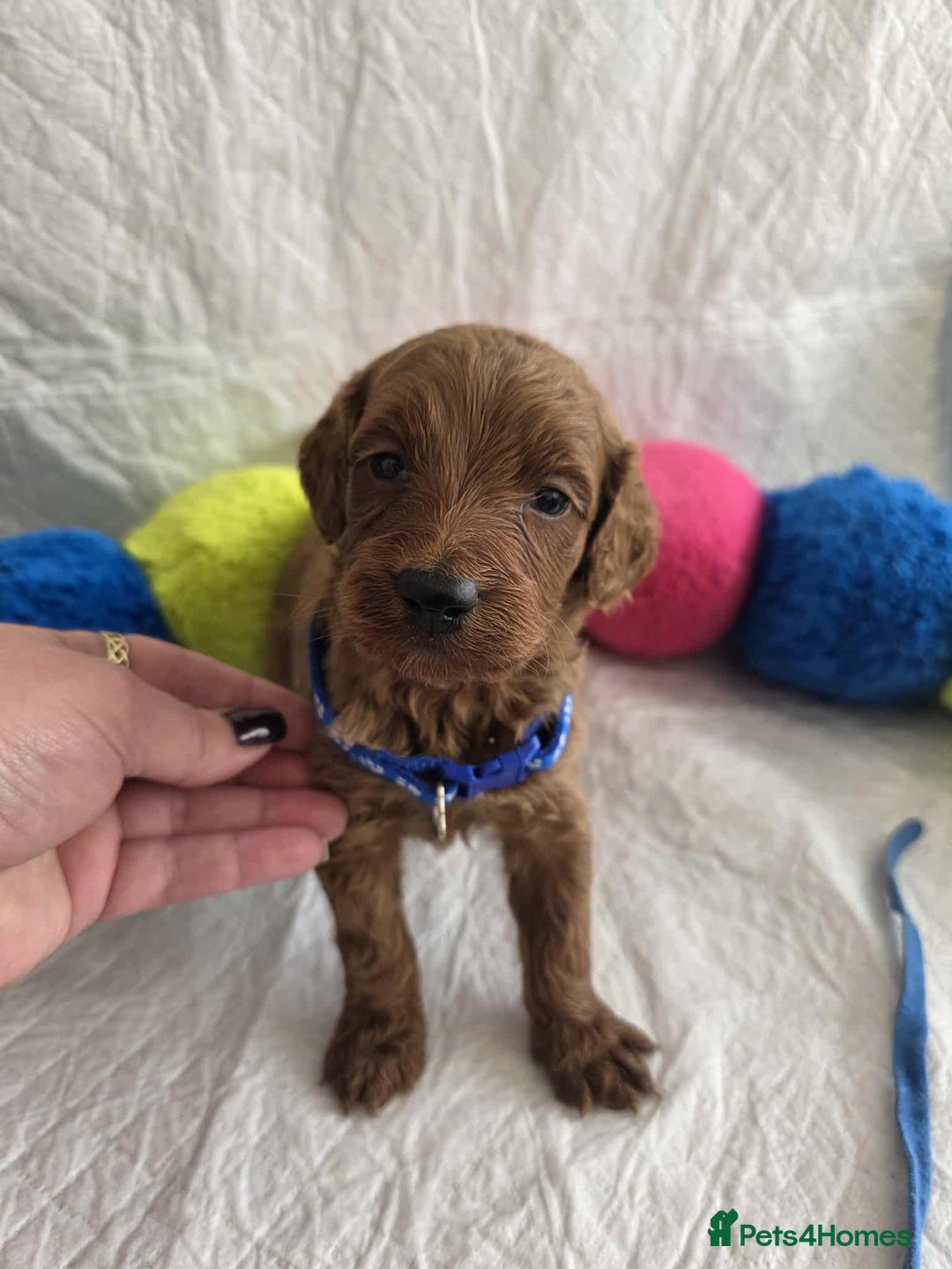 Goldendoodle dogs for sale: 👑Superb Rare Toy/Mini Deepest Red Goldendoodles👑 - Image 22