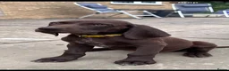 German Shorthaired Pointer dogs for sale: 1 Beautiful German Shorthaired Pointer Pup - Advert 3