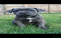 Staffordshire Bull Terrier dogs for sale: Blue Staffordshire bull terrier  - Image 34