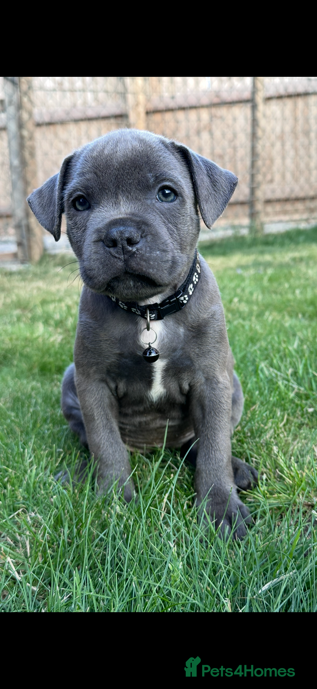 Staffordshire Bull Terrier dogs for sale: Blue Staffordshire bull terrier  - Image 34