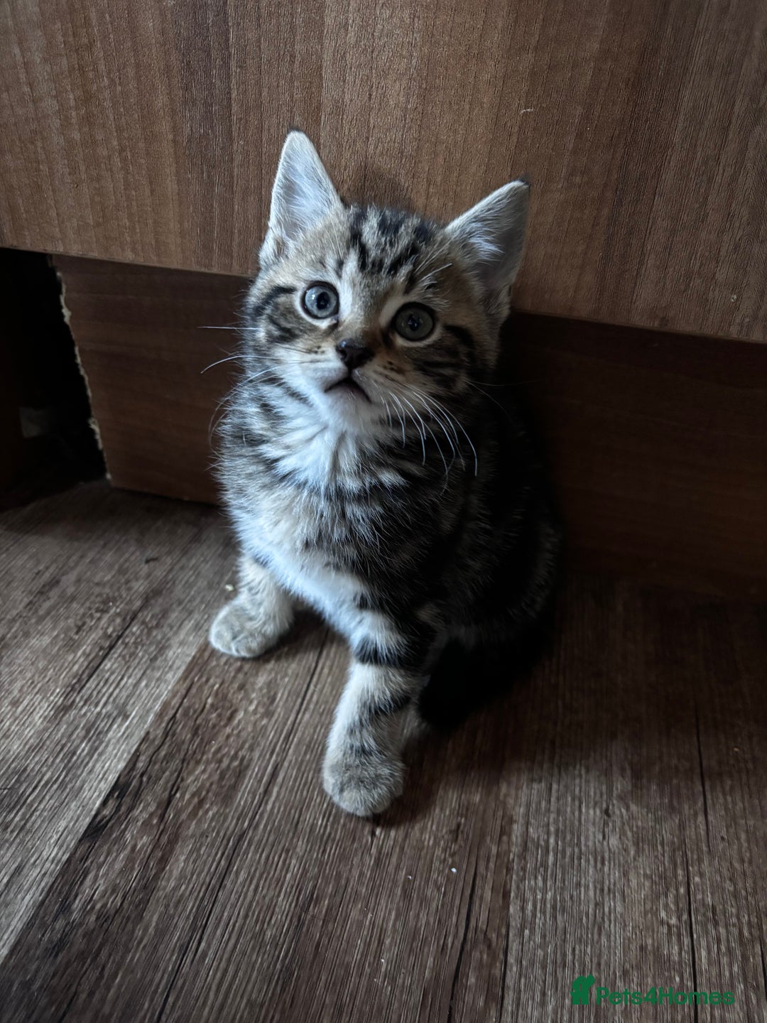 Mixed Breed cats for sale: Mixed litter of 8 week old kittens - Advert 11