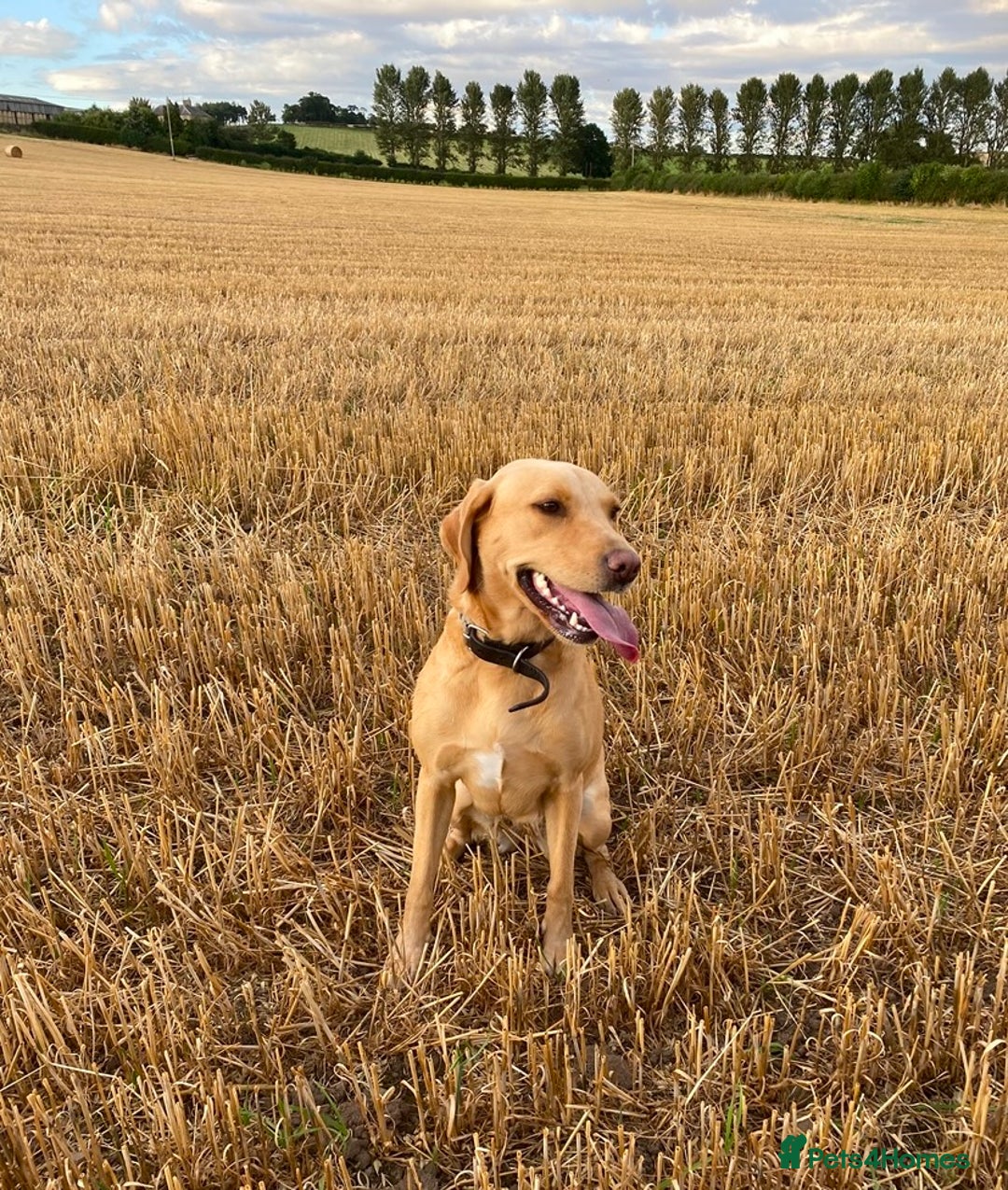 Labrador Retriever dogs for sale: Gorgeous KC registered Labrador Puppies  - Image 14
