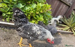 Chickens poultry for sale: 1 cream legbar and 1 cuckoo maran - Image 4