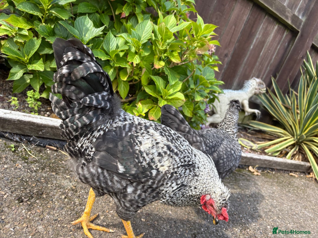 Chickens poultry for sale: 1 cream legbar and 1 cuckoo maran - Image 4