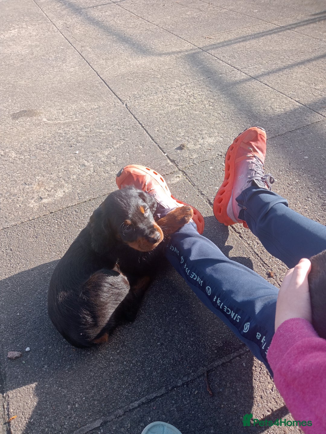 Gordon Setter dogs for sale: Gordon Setter Pups - Image 2