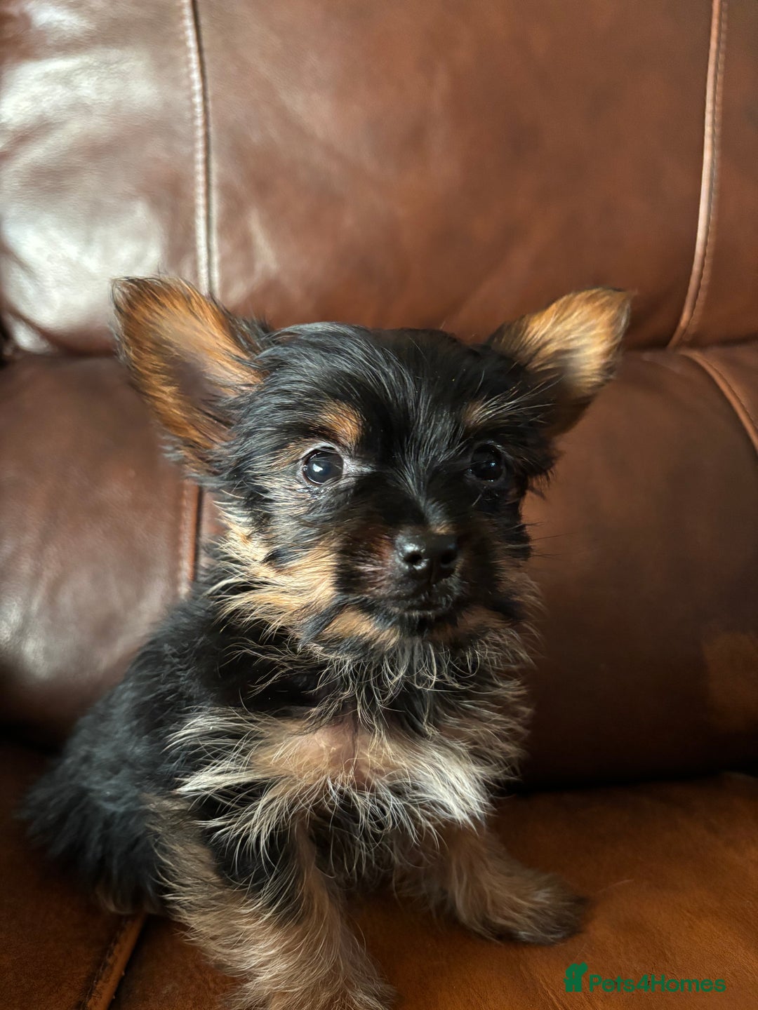 Yorkshire Terrier dogs for sale: Stunning miniature Yorkshire terrier puppies - Advert 8