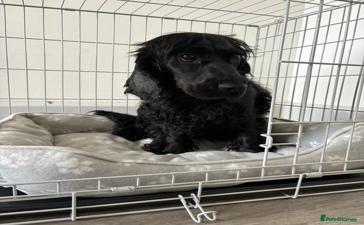 Cocker Spaniel dogs - Advert 1