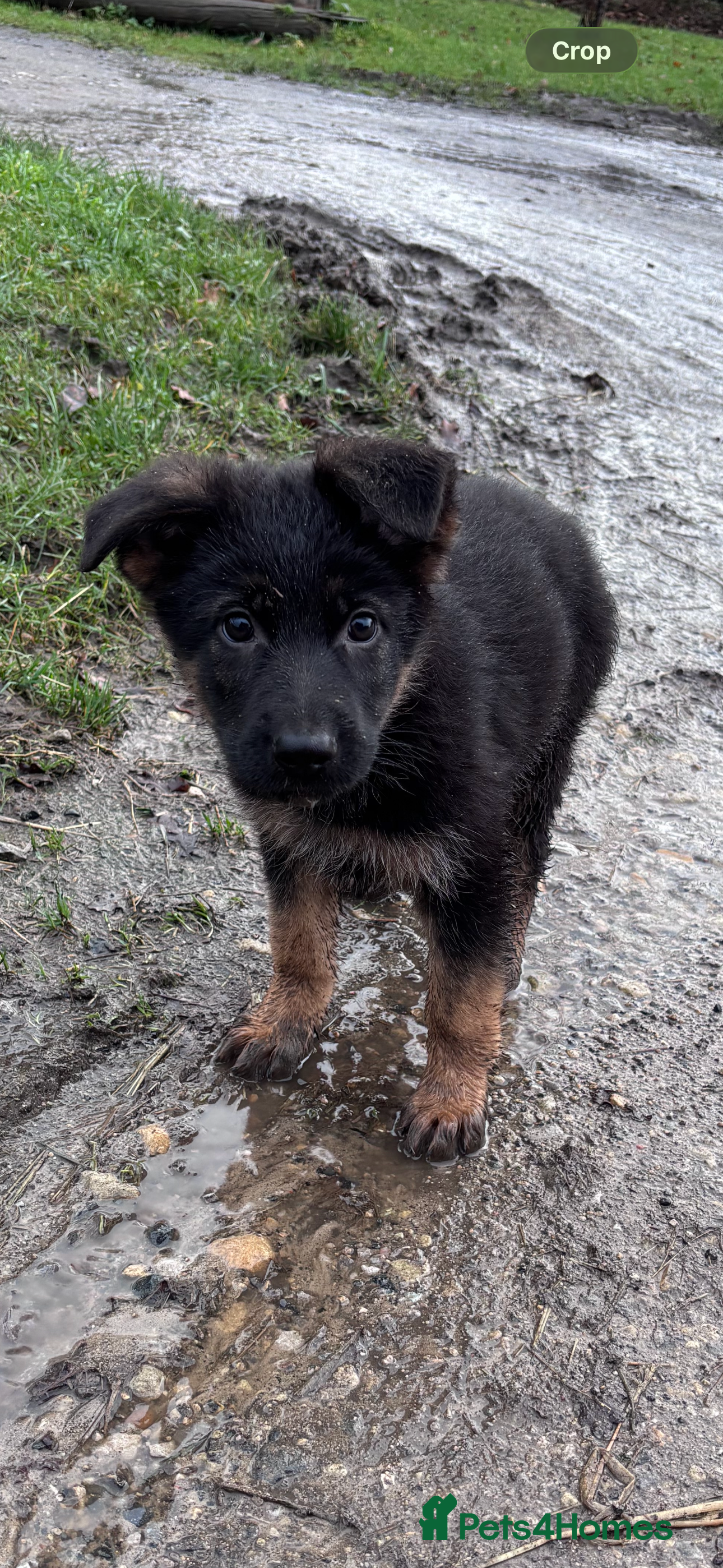 German Shepherd dogs ✨Last black and gold German shepherd puppy reduced - Advert 10