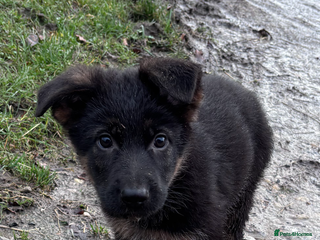 German Shepherd dogs ✨Last black and gold German shepherd puppy reduced - Advert 10
