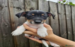 Jack Russell dogs for sale: Jack Russell Terrier  in Epping - Image 23