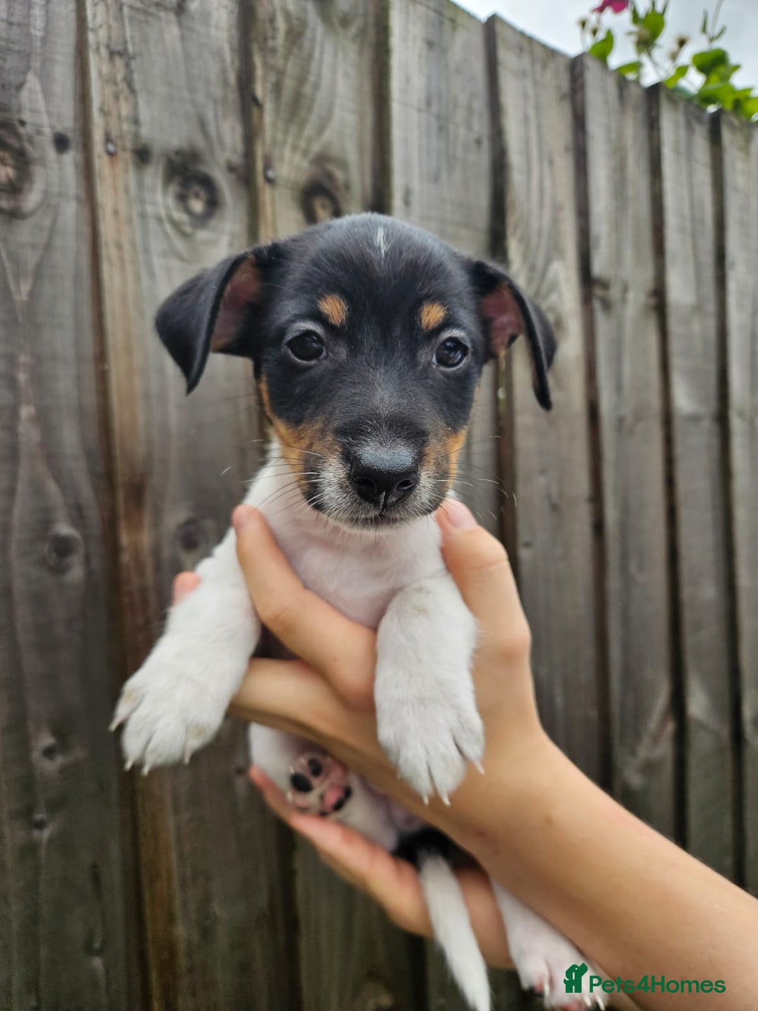 Jack Russell dogs for sale: Jack Russell Terrier  in Epping - Image 23