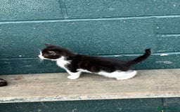Mixed Breed cats for sale:  Beautiful little kittens needing new homes  - Image 7