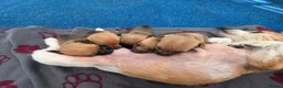 Jack Russell dogs for sale: Beautiful Puppies Jack Russell  - Advert 20