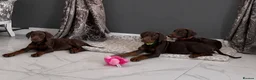 Dobermann dogs for sale: Full European Dobermans - Advert 5