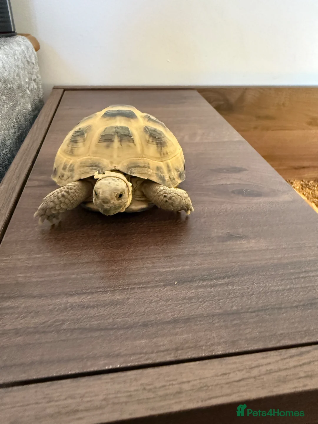 Tortoise reptiles for sale: Horsefield Field Tortoise in Hoddesdon - Advert 2