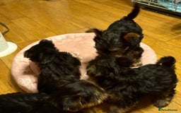 Yorkshire Terrier dogs for sale: Tiny Yorkshire Terriers for sale - Image 8