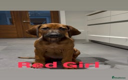 Rhodesian Ridgeback dogs for sale: 🦁 KC Reg Rhodesian Ridgeback Girls Ready Now  🦁 - Image 4