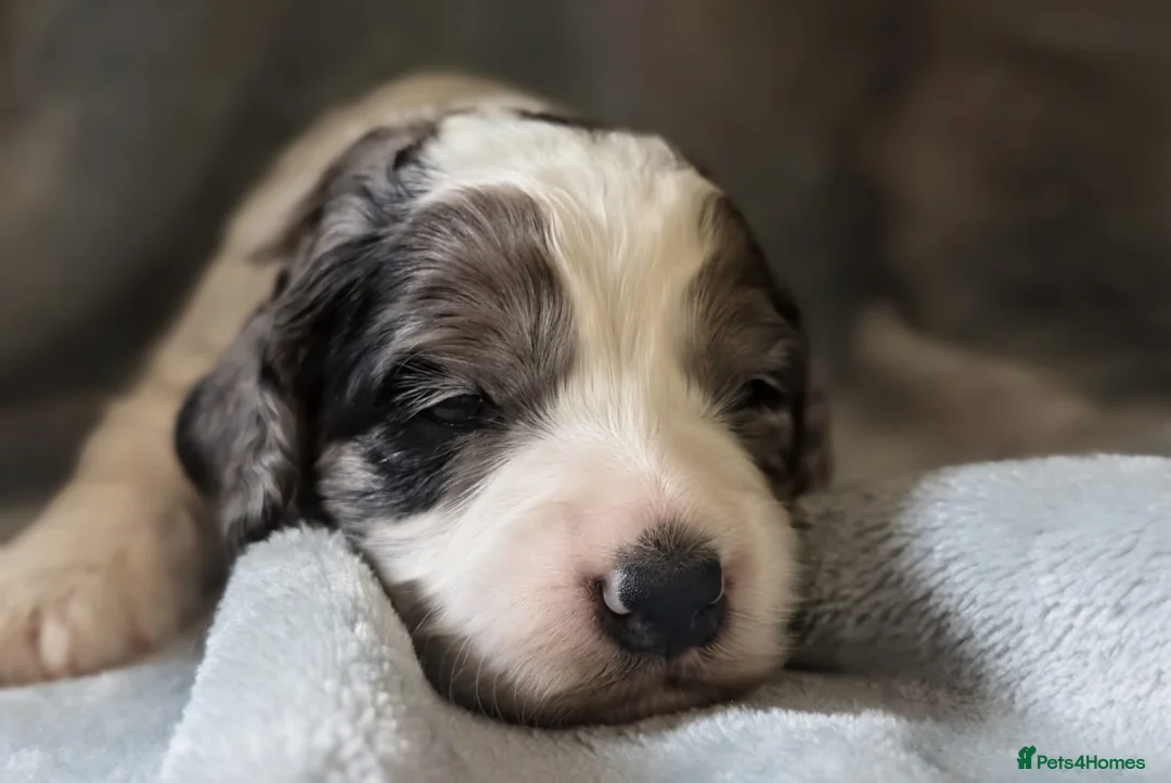 Cockapoo dogs for stud: 🐾 Cockapoo Stud Available – Healthy & Friendly🐾 - Advert 2