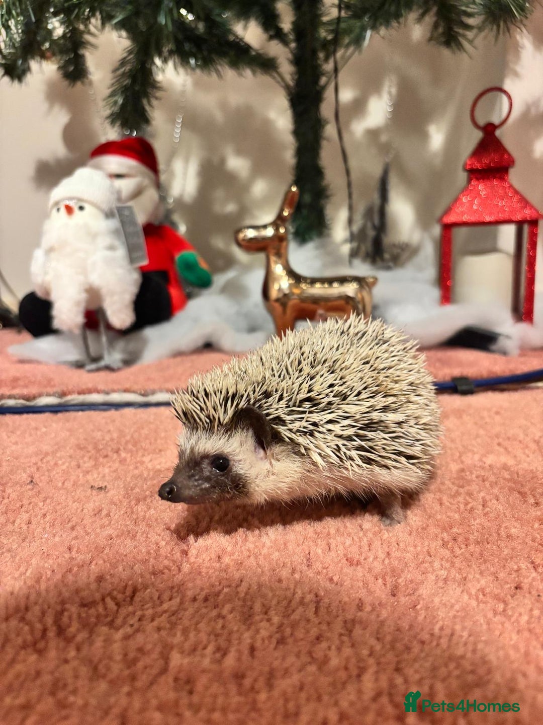 Pygmy Hedgehog rodents for sale: Luca the african pygmy hedgehog for sale - Advert 4