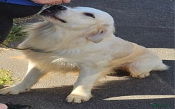 Golden Retriever dogs for stud: Extensively health tested show type kc reg in Bedford - Image 9