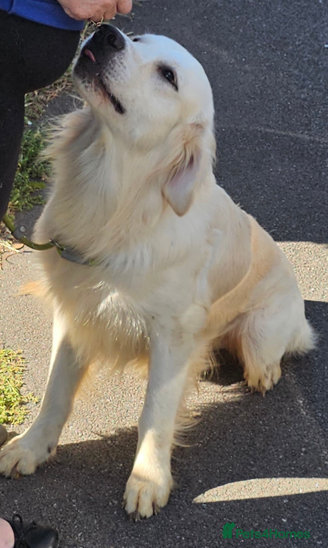 Golden Retriever dogs for stud: Extensively health tested show type kc reg in Bedford - Image 9