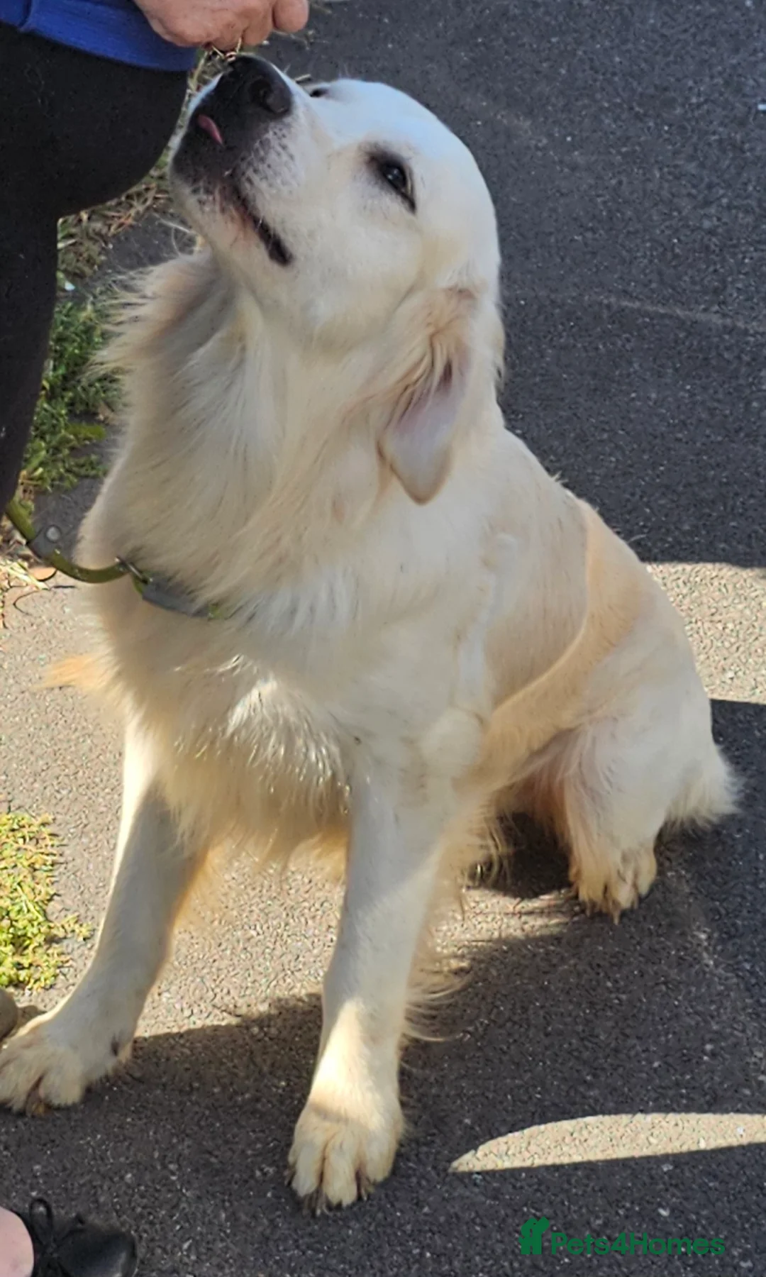 Golden Retriever dogs for stud: Extensively health tested show type kc reg in Bedford - Advert 9