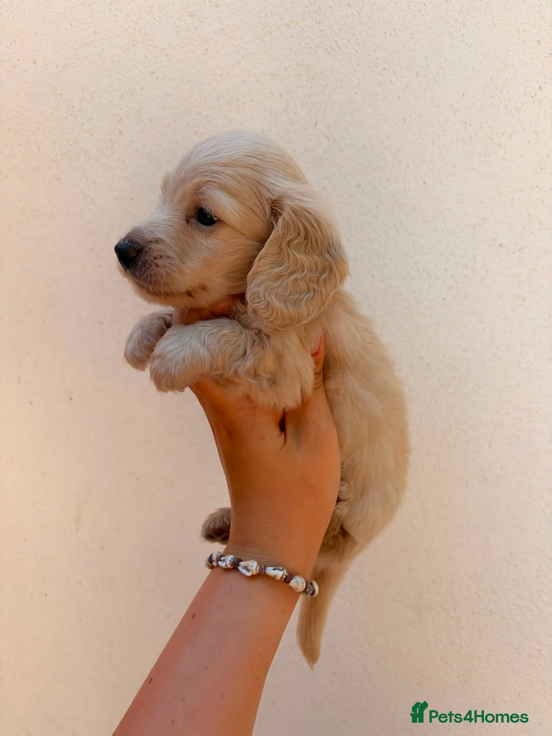 Miniature Dachshund dogs for sale: Quality english cream mini dachshunds - Advert 2