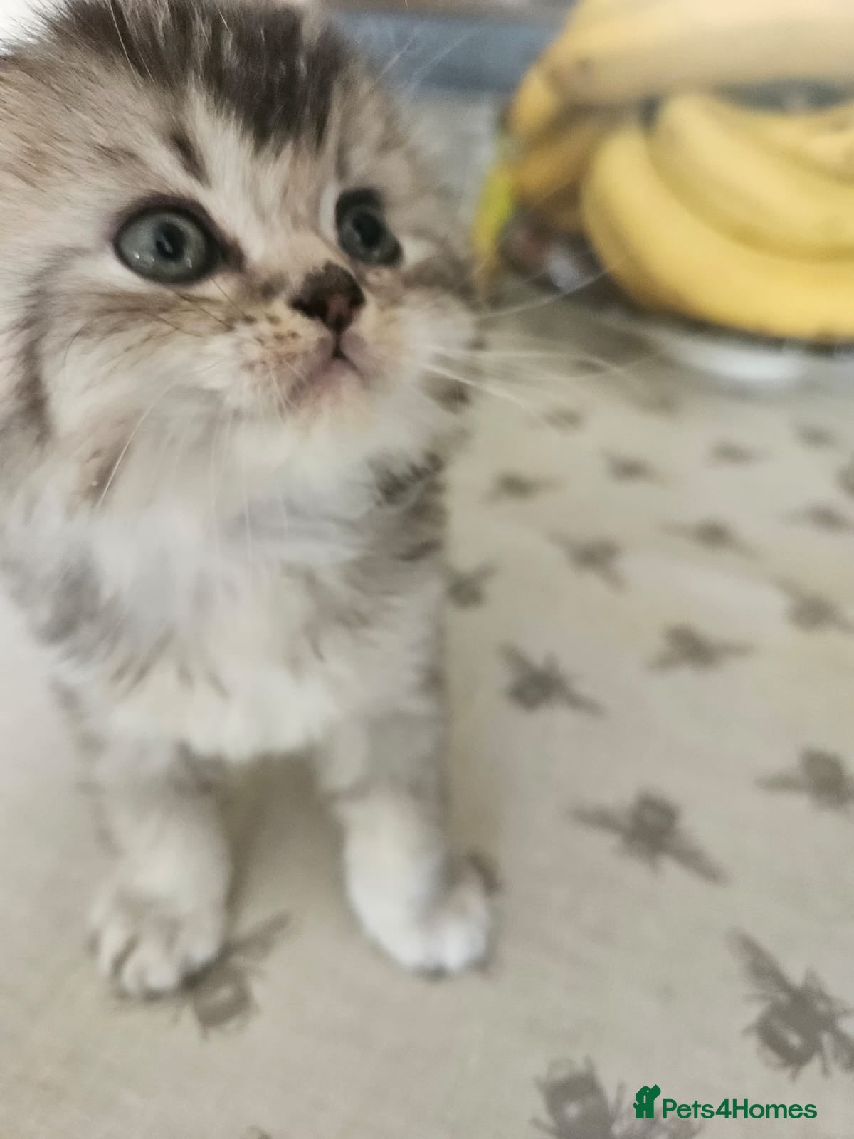Scottish Fold cats SCOTTISH FOLD 2 FEMALES 1 FLUFFY MALE - Advert 2