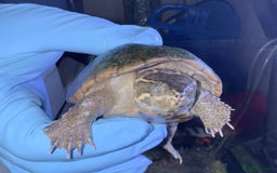 Turtle reptiles for sale: Musk turtles - Image 4
