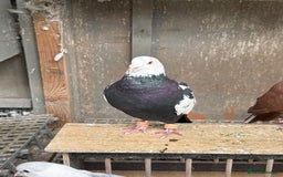 Pigeons birds for sale: Pigeons - Image 7