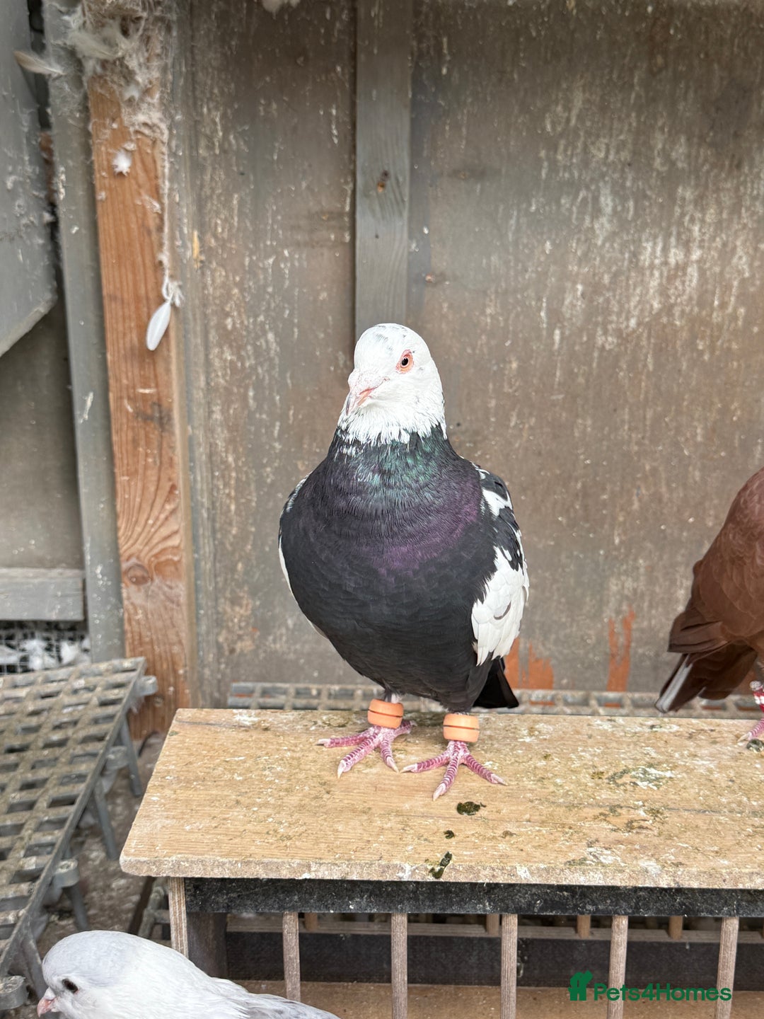 Pigeons birds for sale: Pigeons - Image 7
