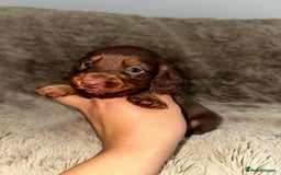 Dachshund dogs for sale: LONG HAIR MINIATURE DACHSHUNDS🤍 - Image 5