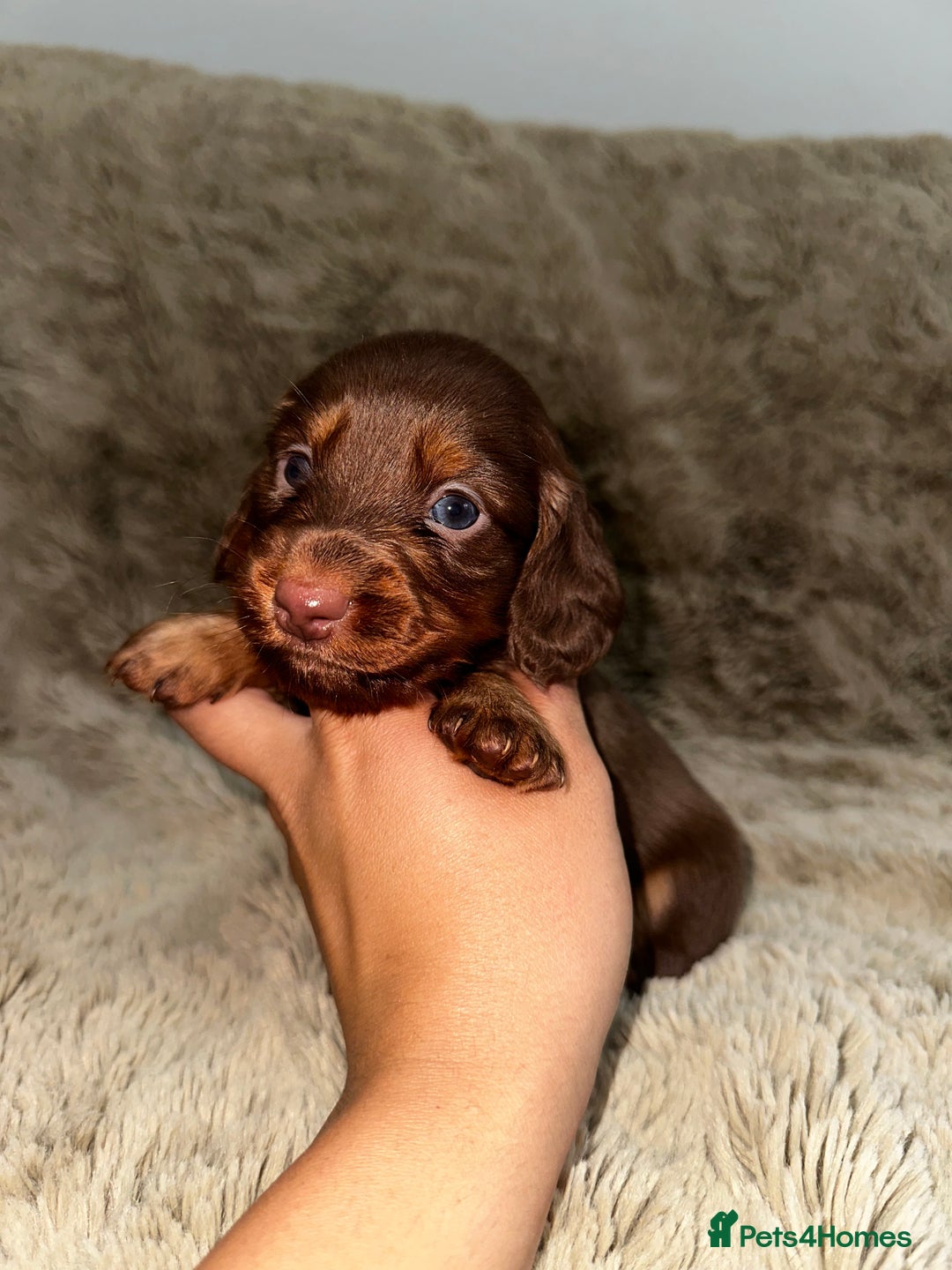 Dachshund dogs for sale: LONG HAIR MINIATURE DACHSHUNDS🤍 - Image 5