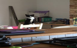 Domestic Shorthair cats for sale: Heart breaking decision  - Image 12