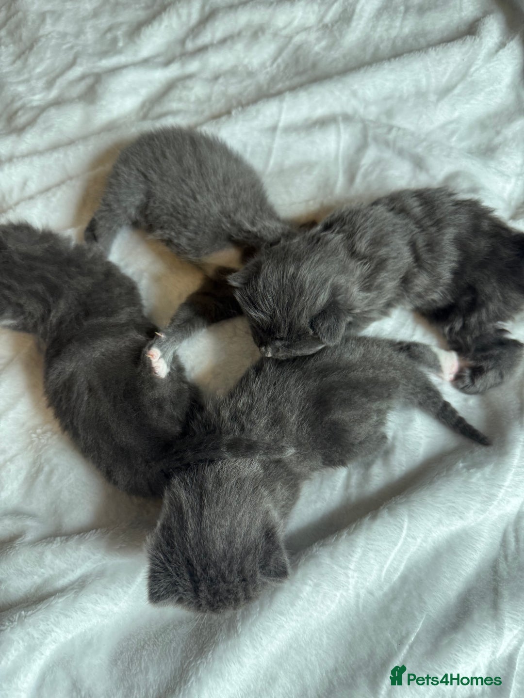 British Shorthair cats for sale: The cutest British Shorthair Grey Kittens  - Advert 18