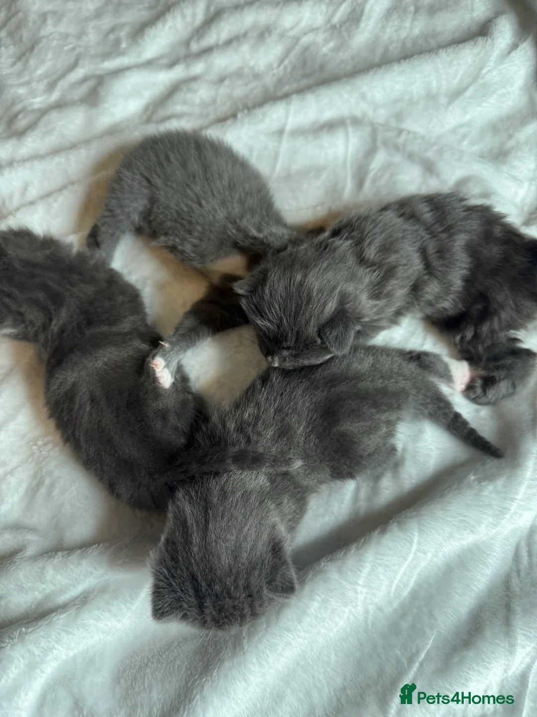 British Shorthair cats for sale: Our British Shorthair Grey Kittens  - Advert 18