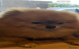 Pomeranian dogs for sale: Male Pomeranian  - Image 13