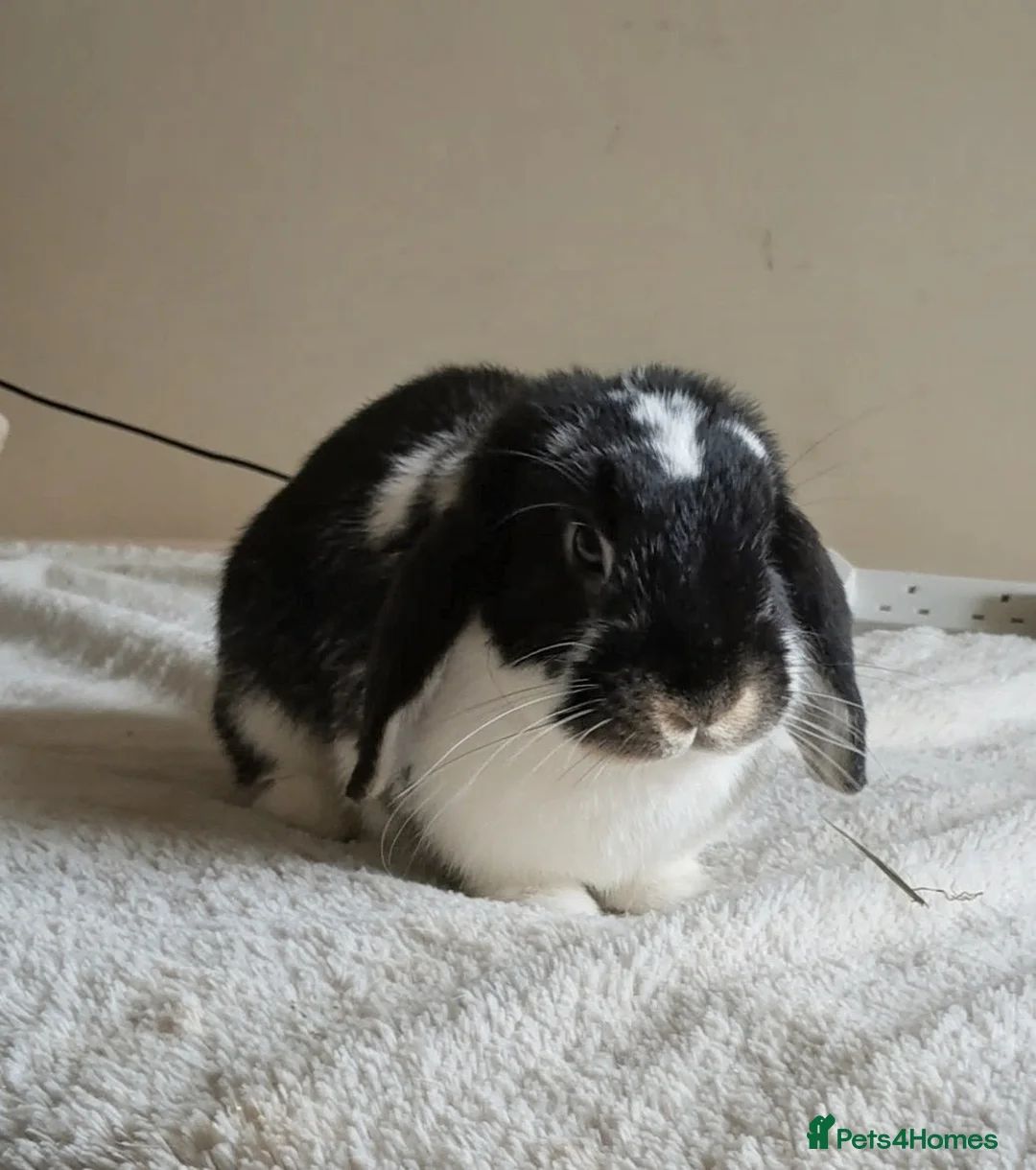 Mini Lop rabbits for sale: Female mini lop for sale  - Advert 2