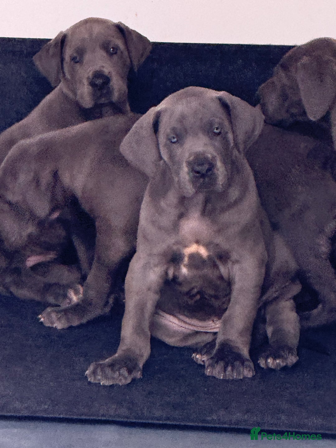 Great Dane dogs for sale: Great Dane puppies looking for forever homes  - Image 1