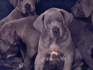 Great Dane dogs for sale - Advert 1